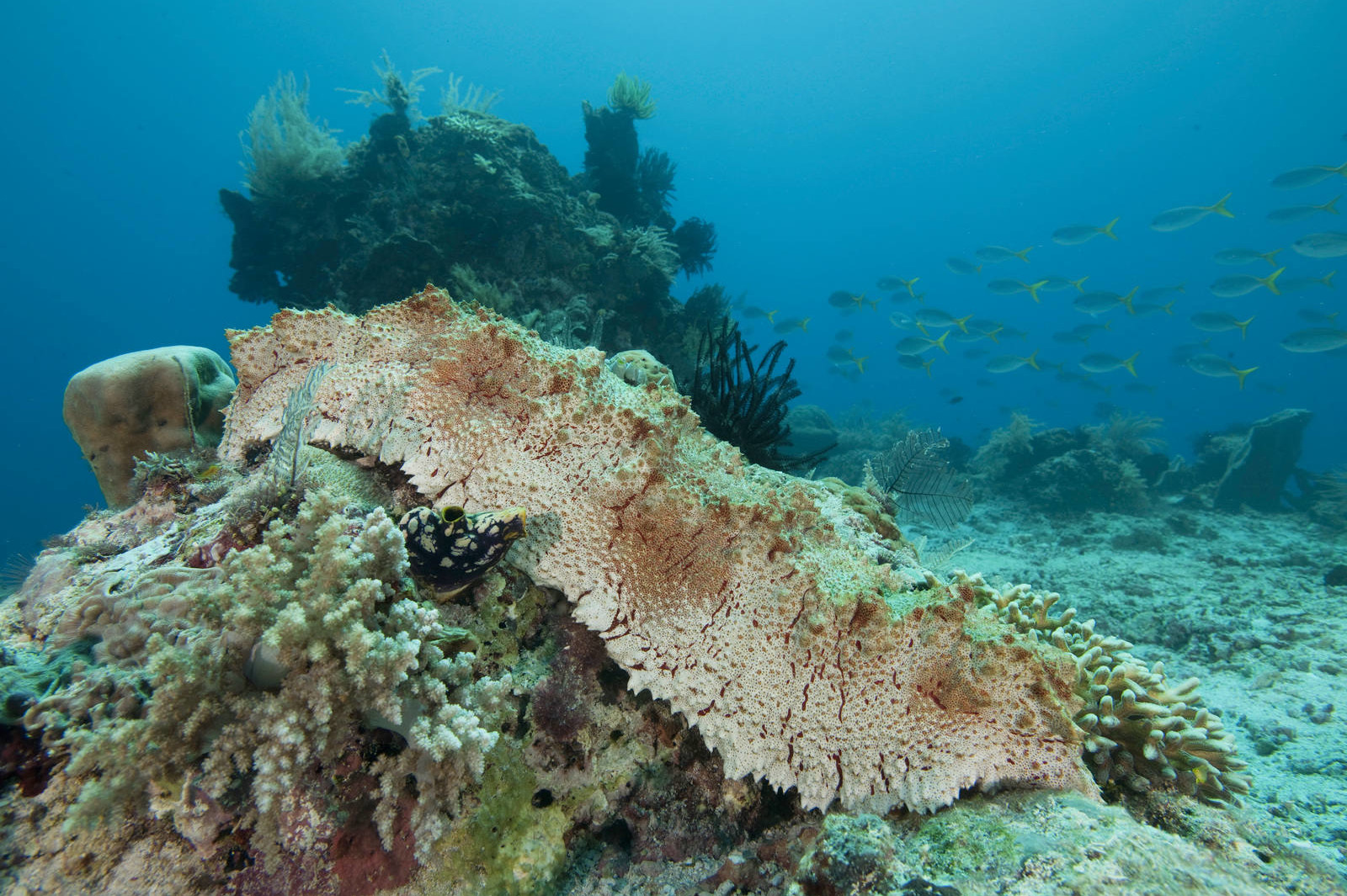 Unique anticancer properties found in Tongan marine sponges, sea